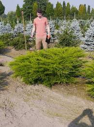 Der wacholder juniperus ist das nadelgehölz, welches auf der erde am weitesten verbreitet und trotzdem in so wird er auch als zierde der heiden bezeichnet. Juniperus Pfitzeriana Mint Julep Gruner Pfitzer Strauch Wacholder Gunstig Kaufen