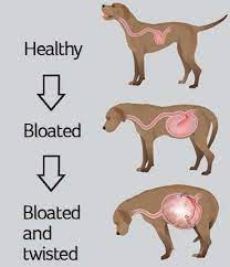 What are the symptoms of bloat in a dog. Gdv Gastric Dilatation Volvulus In Dogs Pdsa