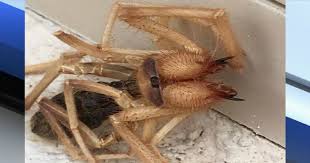 The largest camel spider has a leg span of around 6 to 8 inches (15 to 20 centimeters), which is big for a spider, but it's not horror movie territory, and i kind of think of them as mouth hands. Creepy Creature A Mix Between Spider Scorpion Native To Arizona
