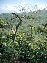 A coffee plantation neat the city of antigua in guatemala in central america. Coffee Production In Guatemala Wikipedia