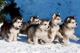 ¿aún no conoces las diferencias entre husky y malamute? Origen Raza Alaskan Malamute Historia Y Evolucion
