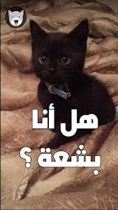 تفسير حلم القطة السوداء أو القط الأسود بالتفصيل المفيد Black Cat Cats