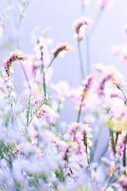  Pin Oleh Apothecary Tea Gallery Di Outside Bunga Sakura Tanaman Bunga