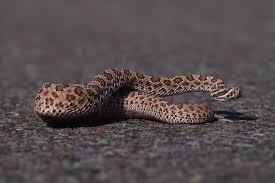 Image result for Warneckea walikalensis