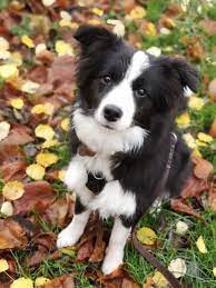 Collie Puppies Border Collie Puppies Collie Dog