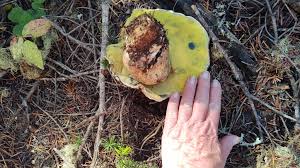 Image result for Boletus speciosus