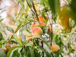 Locate a spot low on the trunk and cut a single horizontal line into the bark, only halfway around the tree. How To Grow Peach Trees