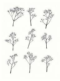 Sale Gypsophila Baby S Breath Flower Illustration A4 Print Of Original Drawing Flower Drawing Flower Illustration Baby Breath Tattoo