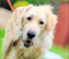 We did not find results for: Mietus Pies Uratowany Przed Smiercia Glodowa Ekostraz Adopcja