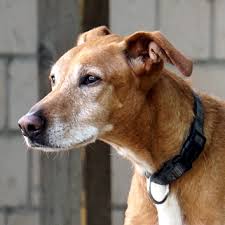 unsere hunde bei tiere suchen ein zuhause tierheim duisburg