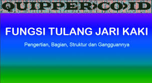 Jari kaki memiliki mekanisme yang disebut mesin kerek, yakni. Fungsi Tulang Pergelangan Kaki Wikipedia