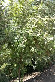 Image result for Guazuma