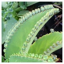 Image result for Kalanchoe daigremontiana
