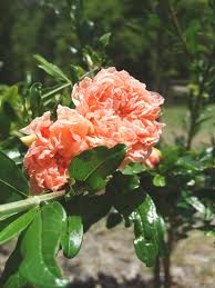 Pomegranate trees are native to countries with alluvial soil. Toyosho Pomegranate Tree Punica Granatum Urban Perennials