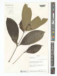 Image result for Rauvolfia mannii