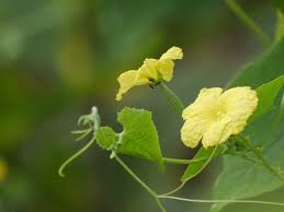 Image result for Luffa acutangula