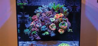 The rock work needs to have flow and correct composition of color introduced. How To Build A Floating Reef Aquascape Tropical Fish Hobbyist Magazine