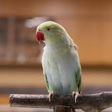 Image result for parrot