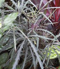 Image result for Plerandra