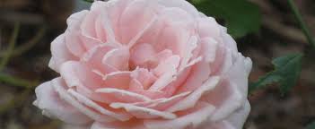 Buck, a professor at iowa state university, bred many beautiful, hardy landscape roses between 1962 and 1985. Shrub Rose Buck Roses Collection Rosa Quietness
