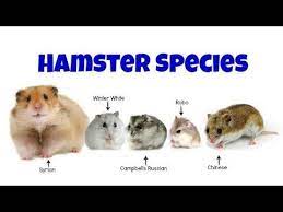 The 5 Domesticated Hamster Species Hamster Species Hamster Care Hamster Breeds