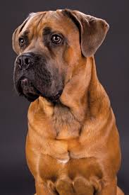 Worldwide cane corso, mcewen, tennessee. The Cane Corso Modern Dog Magazine