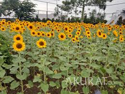 Beberapa kebun matahari di indonesia mameng banyak sekali yang indah, dan salah satunya adalah kebun bunga matahari. Mall Di Bandung Punya Kebun Bunga Matahari