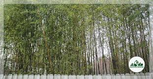 Maybe you would like to learn more about one of these? Bamboo In Landscaping Malevolent Or Just Misunderstood