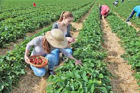 Erdbeeren ernten sie am besten, indem sie den stängel zwischen zeigefinger und daumennagel greifen und gleichzeitig leicht ziehen und drehen. Wo Sie Sachsische Erdbeeren 2017 Selber Pflucken Konnen