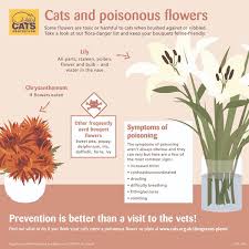 But they're extremely dangerous for cats. Plants Poisonous To Cats Our Guide Cats Protection