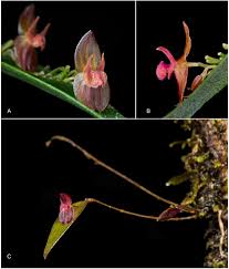 Image result for Cheirostylis lepida