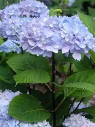 10 New Hydrangeas You Ll Want To Grow Now Hydrangea Reblooming Hydrangeas White Flower Farm