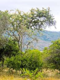 Image result for Aneilema brunneospermum