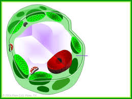Can you name the parts of the animal cell? Label Animal Plant Cells Flashcards Quizlet