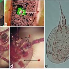 1800 675 888 exotic plant pest hotline: Pdf Mesostigmatid Mites Associated With Oxysternon Conspicillatum Coleoptera Scarabaeidae A New Species Of Macrocheles Description Of The Male Of M Magna And Four New Records For Colombia