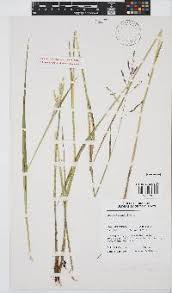 Image result for Lintonia nutans