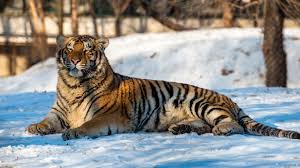 A elegância e força de tigres estará sempre com você, aplique um fundo no seu dispositivo, ou compartilhar com seus amigos fundos dos tigres. Papeis De Parede Tigre Descansar Na Neve Inverno 3840x2160 Uhd 4k Imagem