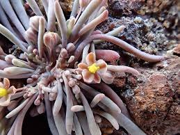 Image result for Hypertelis bowkeriana