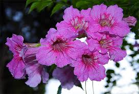 Image result for Podranea brycei