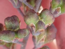 Image result for Eriospermum porphyrium