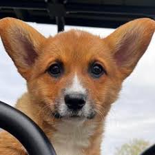 25 cute Pembroke Welsh Corgi puppies for sale in Fayetteville, Arkansas