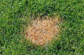 Overseeding Lawn How To Plant Grass Seed On Existing Lawn Planting Grass Overseeding Lawn Grass Seed