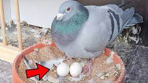 How Long Do Pigeon Eggs Take To Hatch Youtube