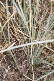 Image result for Hyparrhenia collina