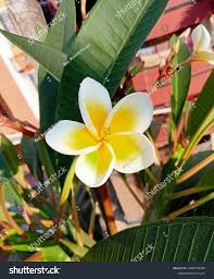 Image result for Merremia tuberosa