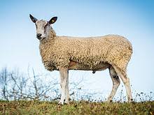 When crossed with a hill/upland ewe the daughters of this cross are in . Bluefaced Leicester Schaf Wikipedia