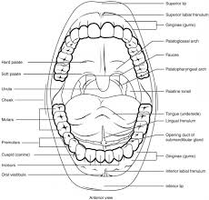 the mouth pharynx and esophagus anatomy and physiology ii