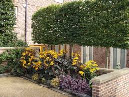 Vier gestaltungstipps für kleine gärten. Baume Fur Kleine Garten Ideen Fur Kleinwuchsige Sorten
