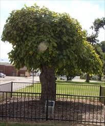 Catalpa trees have been used widely in urban landscaping for their beautiful and dramatic flowers and spring foliage. Umbrella Catalpa Tree Broken Arrow Ok First Of Its Kind On Waymarking Com