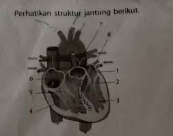 1 Berikan Keterangan Bagian Pada Gambar Struktur Jantung Tersebut2 Tuliskan Katup Katup Yang Brainly Co Id
